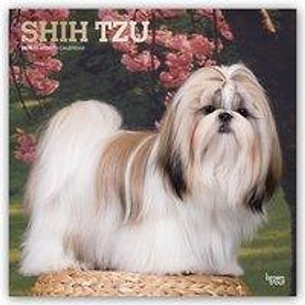 CAL 2019-SHIH TZU SQUARE FOIL, Inc Browntrout Publishers