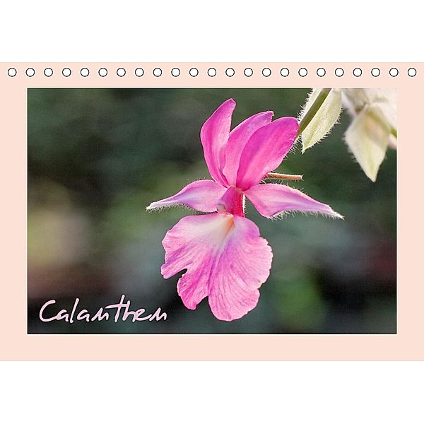 Calanthen (Tischkalender 2020 DIN A5 quer), Clemens Stenner