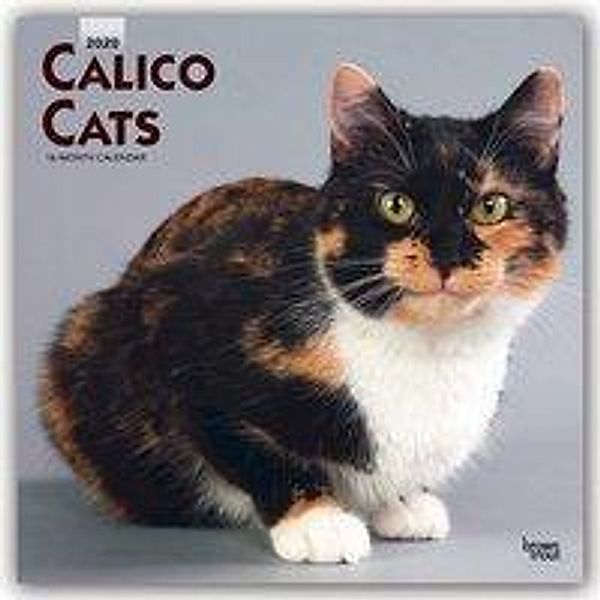 Calico Cats - Schildpatt Katzen 2020 - 16-Monatskalender, BrownTrout Publisher