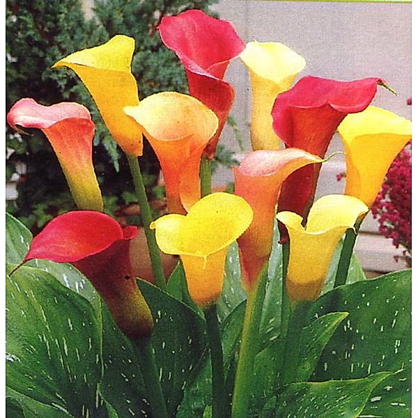 Calla Farb-Mischung (Zantedeschia), Größe 14/16, 3 Zwiebel