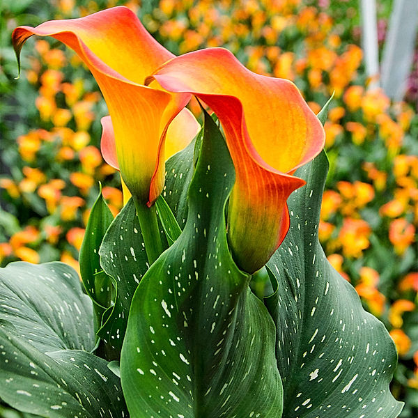 Calla Morning Sun