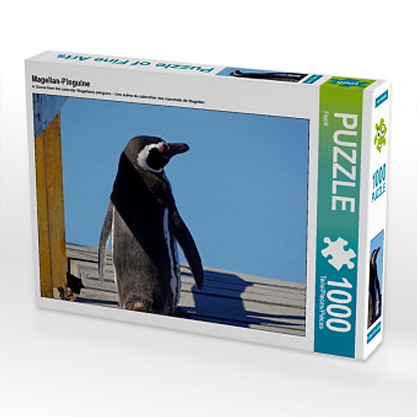 CALVENDO Puzzle Magellan-Pinguine 1000 Teile Lege-Größe 64 x 48 cm Foto-Puzzle Bild von Flori0, Calvendo