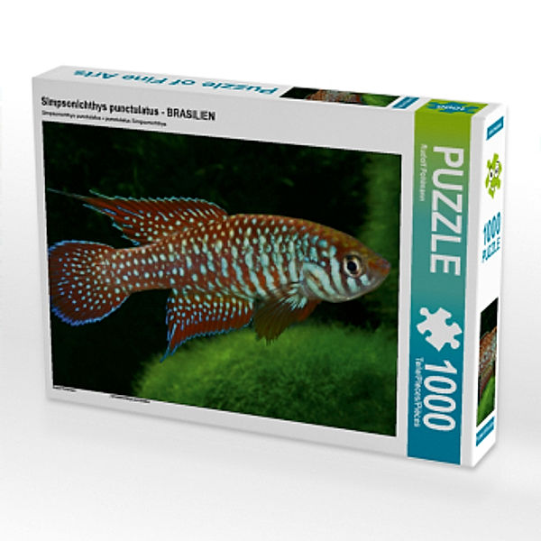 CALVENDO Puzzle Simpsonichthys punctulatus - BRASILIEN 1000 Teile Lege-Größe 64 x 48 cm Foto-Puzzle Bild von Rudolf Pohl, Calvendo