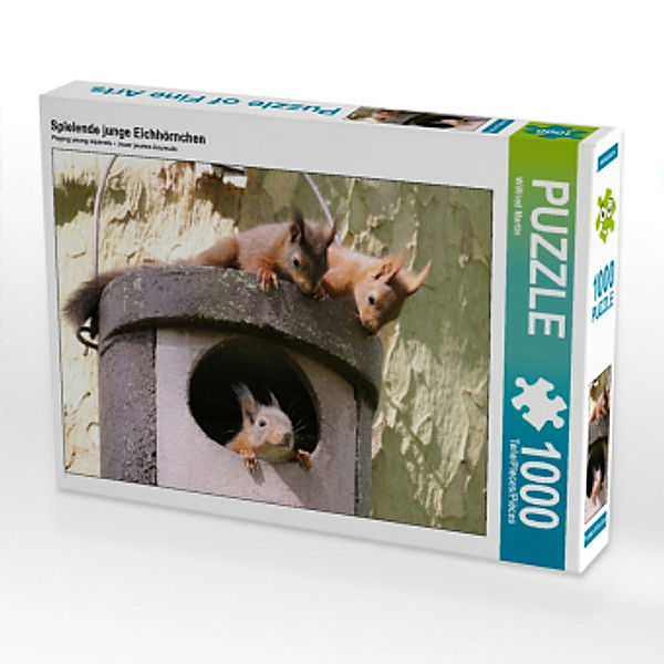 CALVENDO Puzzle Spielende junge Eichhörnchen 1000 Teile Lege-Größe 64 x 48 cm Foto-Puzzle Bild von Wilfried Martin, Calvendo