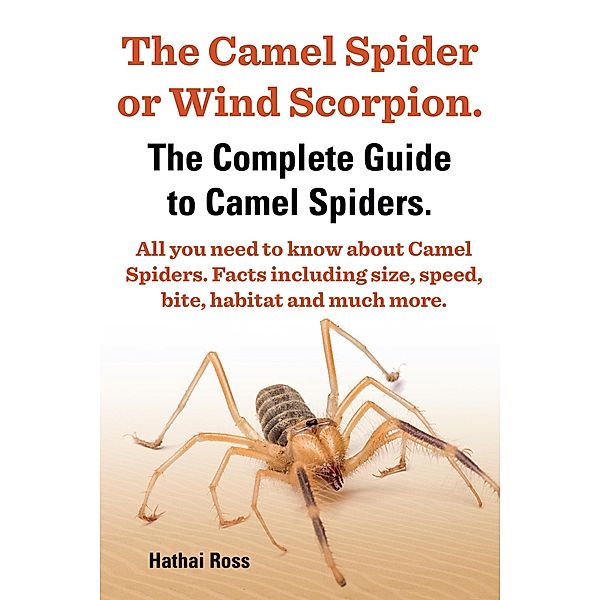 Camel Spider or Wind Scorpion. The Complete Guide to Camel Spiders. All You Need to Know About Camel Spiders. Facts Including Size, Speed, Bite and Habitat. / Hathai Ross, Hathai Ross