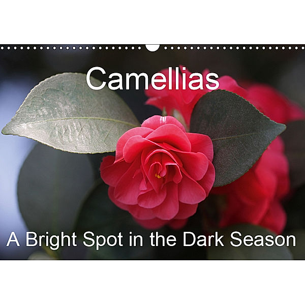 Camellias A Bright Spot in the Dark Season (Wall Calendar 2019 DIN A3 Landscape), Gisela Kruse