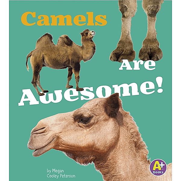 Camels Are Awesome!, Allan Morey