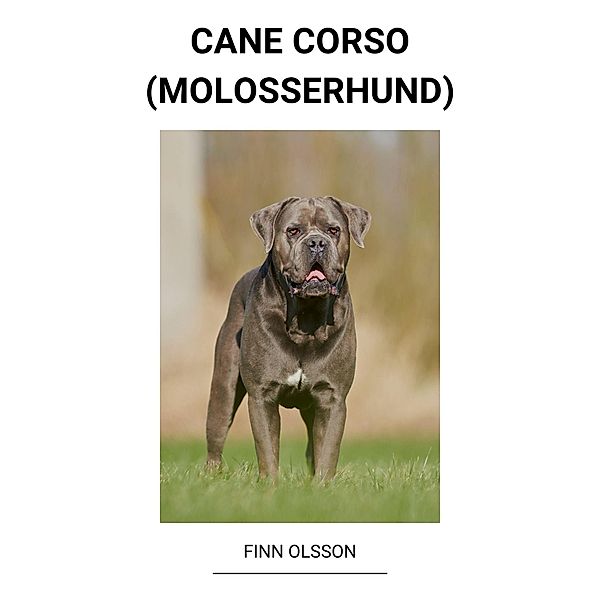 Cane Corso (Molosserhund), Finn Olsson