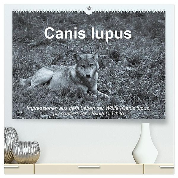 Canis lupus (hochwertiger Premium Wandkalender 2025 DIN A2 quer), Kunstdruck in Hochglanz, Calvendo, Ursula Di Chito