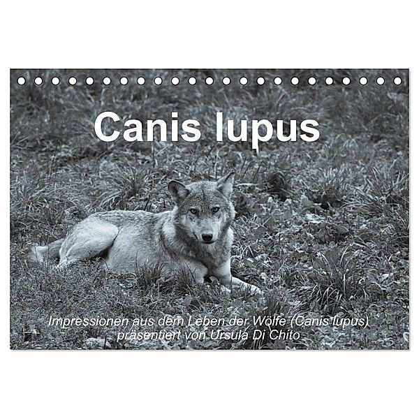 Canis lupus (Tischkalender 2024 DIN A5 quer), CALVENDO Monatskalender, Ursula Di Chito