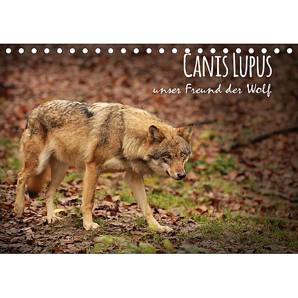 Canis Lupus - unser Freund der Wolf (Tischkalender 2019 DIN A5 quer), Alexandra Hollstein