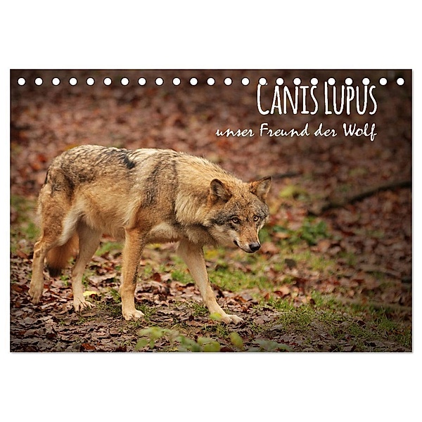 Canis Lupus - unser Freund der Wolf (Tischkalender 2024 DIN A5 quer), CALVENDO Monatskalender, Alexandra Hollstein