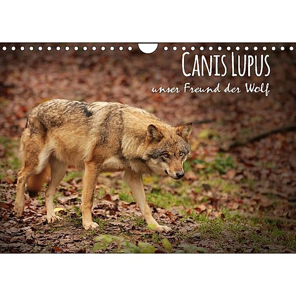 Canis Lupus - unser Freund der Wolf (Wandkalender 2023 DIN A4 quer), Alexandra Hollstein