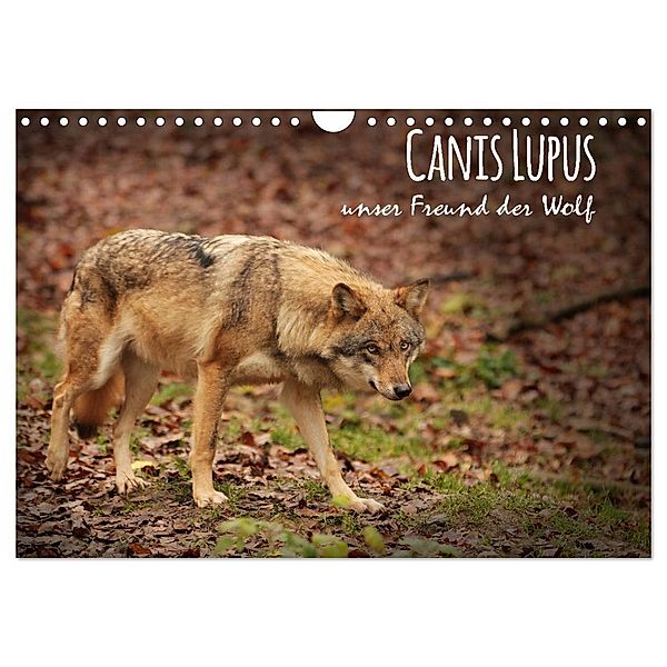 Canis Lupus - unser Freund der Wolf (Wandkalender 2024 DIN A4 quer), CALVENDO Monatskalender, Alexandra Hollstein