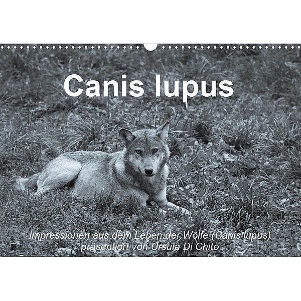 Canis lupus (Wandkalender 2021 DIN A3 quer), Ursula Di Chito