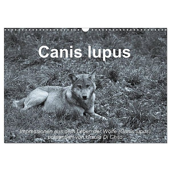 Canis lupus (Wandkalender 2024 DIN A3 quer), CALVENDO Monatskalender, Ursula Di Chito