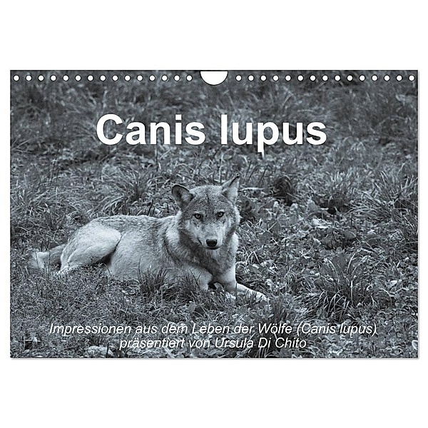 Canis lupus (Wandkalender 2024 DIN A4 quer), CALVENDO Monatskalender, Ursula Di Chito