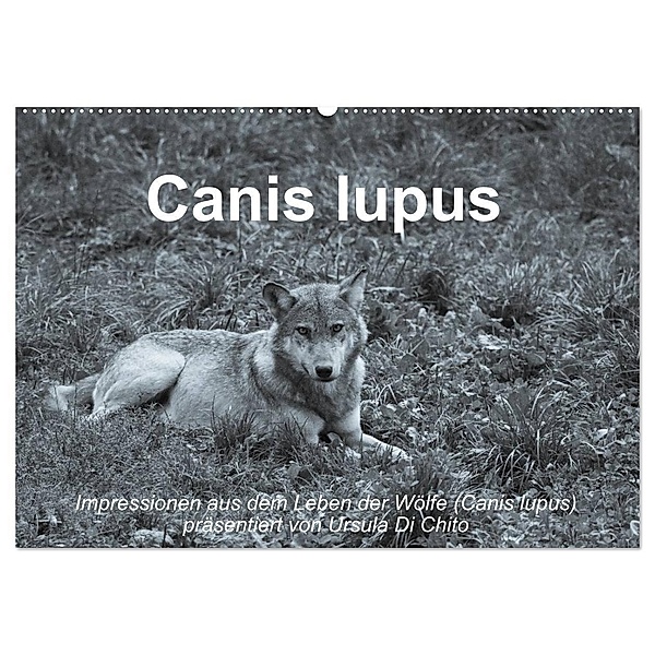 Canis lupus (Wandkalender 2025 DIN A2 quer), CALVENDO Monatskalender, Calvendo, Ursula Di Chito