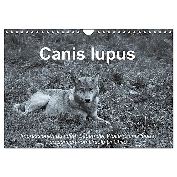 Canis lupus (Wandkalender 2025 DIN A4 quer), CALVENDO Monatskalender, Calvendo, Ursula Di Chito