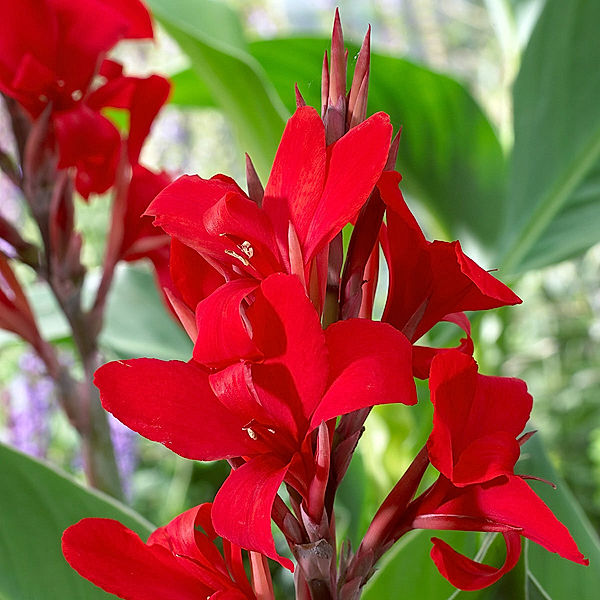 Canna Flamenco (Indisches Blumenrohr)