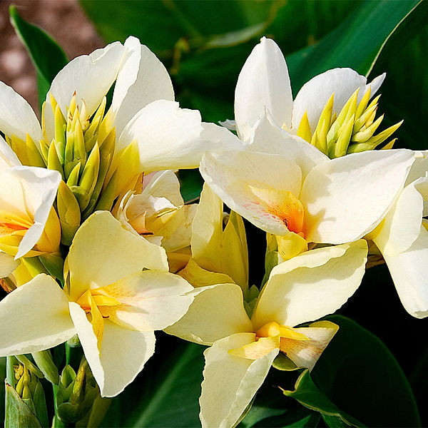 Canna Niagara (Indisches Blumenrohr)