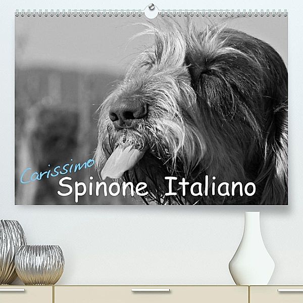 Carissimo Spinone Italiano (Premium, hochwertiger DIN A2 Wandkalender 2023, Kunstdruck in Hochglanz), Silvia Drafz