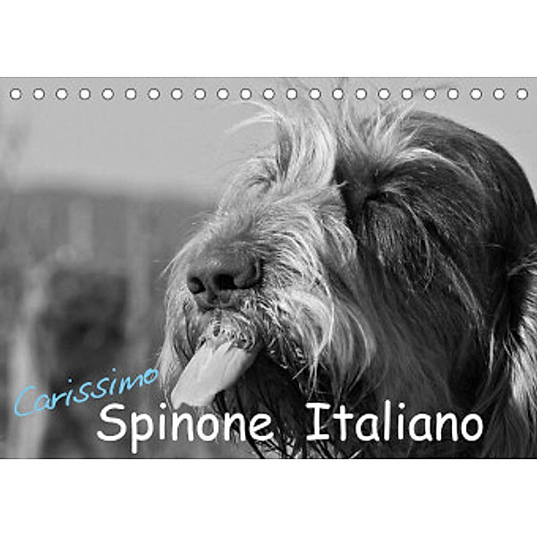 Carissimo Spinone Italiano (Tischkalender 2022 DIN A5 quer), Silvia Drafz