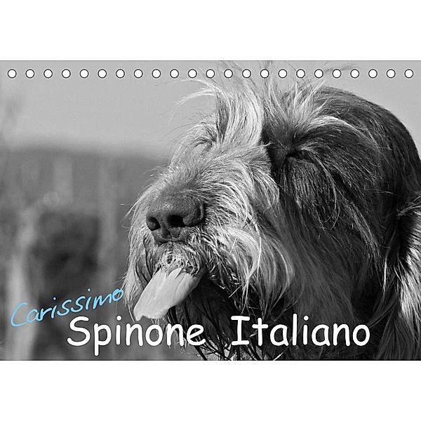 Carissimo Spinone Italiano (Tischkalender 2023 DIN A5 quer), Silvia Drafz