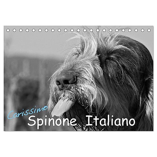Carissimo Spinone Italiano (Tischkalender 2024 DIN A5 quer), CALVENDO Monatskalender, Silvia Drafz
