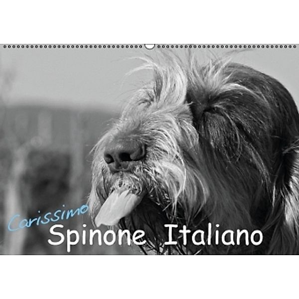Carissimo Spinone Italiano (Wandkalender 2015 DIN A2 quer), Silvia Drafz
