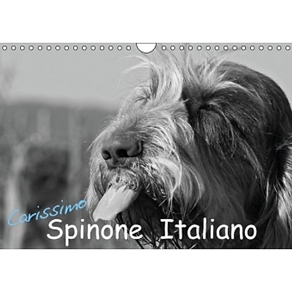 Carissimo Spinone Italiano (Wandkalender 2015 DIN A4 quer), Silvia Drafz