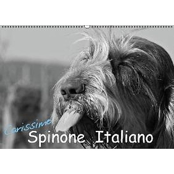 Carissimo Spinone Italiano (Wandkalender 2016 DIN A2 quer), Silvia Drafz