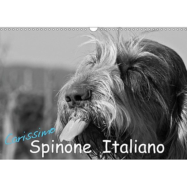 Carissimo Spinone Italiano (Wandkalender 2021 DIN A3 quer), Silvia Drafz