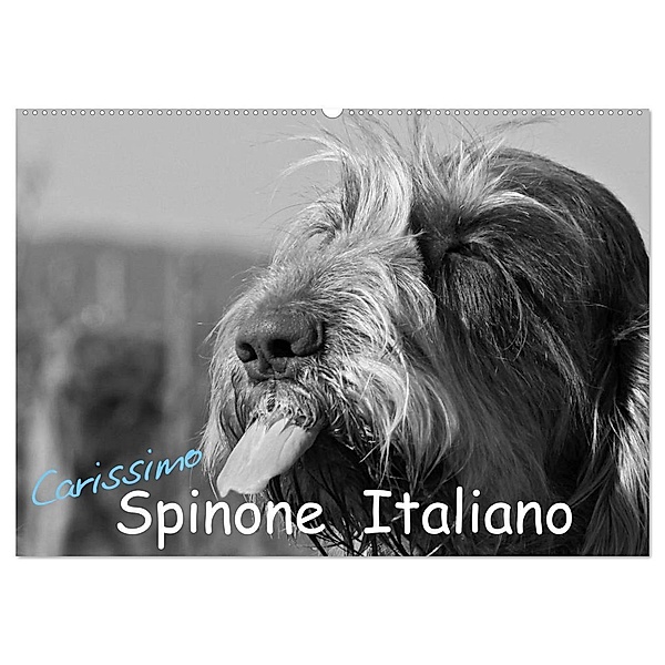 Carissimo Spinone Italiano (Wandkalender 2024 DIN A2 quer), CALVENDO Monatskalender, Silvia Drafz