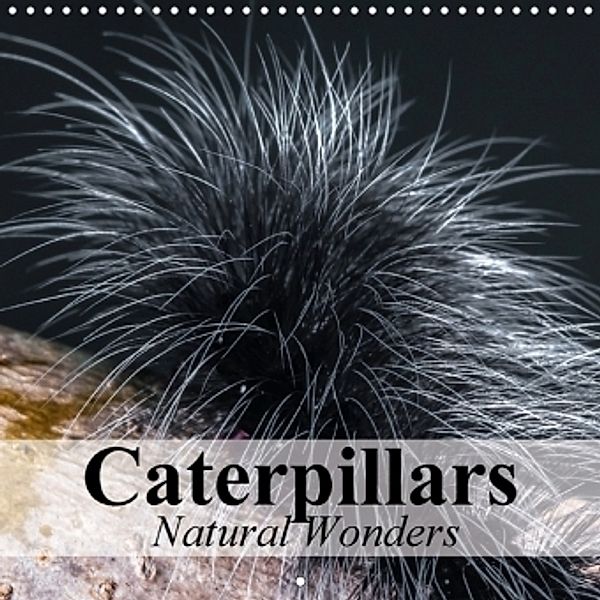 Caterpillars Natural Wonders (Wall Calendar 2017 300 × 300 mm Square), Elisabeth Stanzer