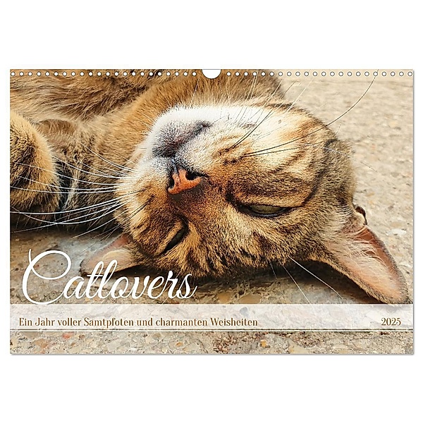 Catlovers - Ein Jahr voller Samtpfoten und charmanten Weisheiten (Wandkalender 2025 DIN A3 quer), CALVENDO Monatskalender, Calvendo, Michaela Schimmack