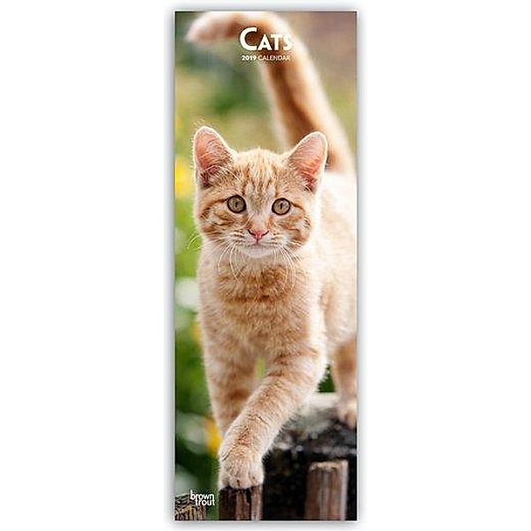 Cats 2019 - Katzen Slimline Calendar