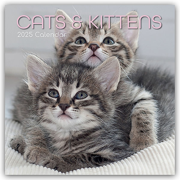 Cats and Kittens - Katzen und Kätzchen 2025 - 16-Monatskalender, Gifted Stationery Co. Ltd