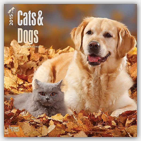 Cats & Dogs 2015 - Katzen & Hunde
