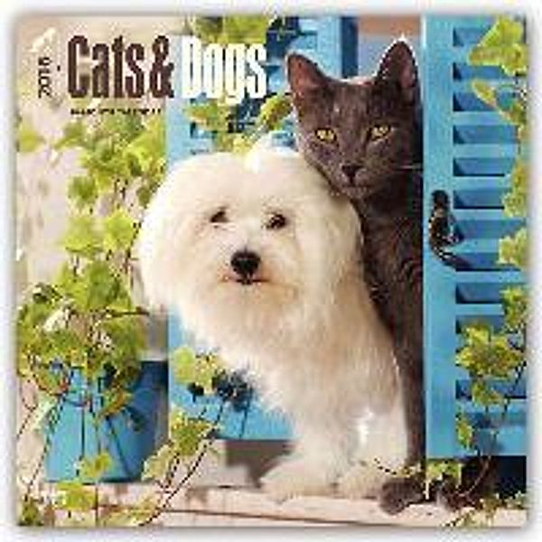 Cats & Dogs 2016