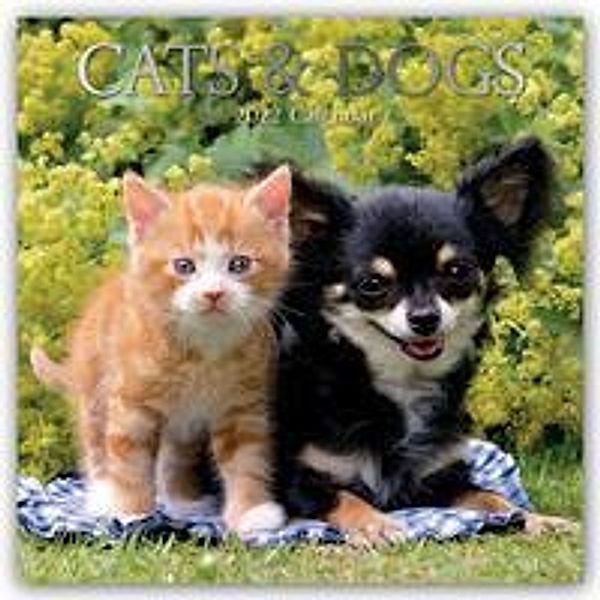 Cats & Dogs - Katzen & Hunde 2022 - 16-Monatskalender, Gifted Stationery Co. Ltd