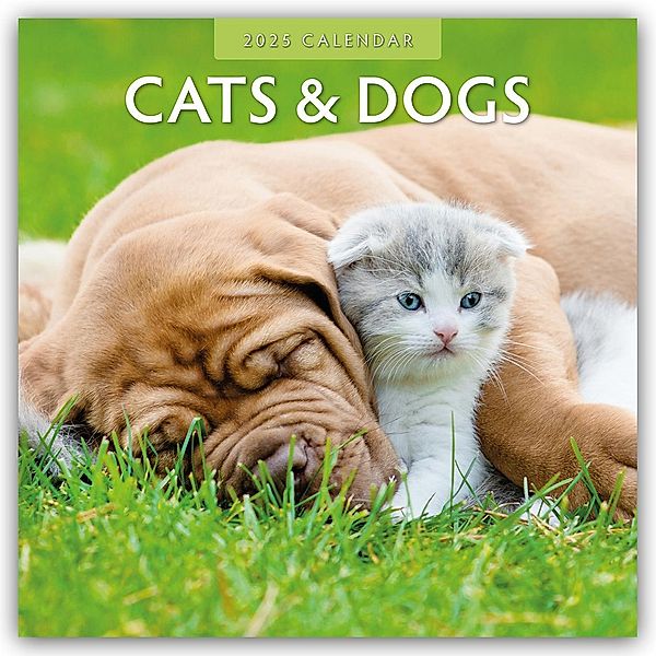 Cats & Dogs - Katzen & Hunde 2025 - 16-Monatskalender, Robin Red
