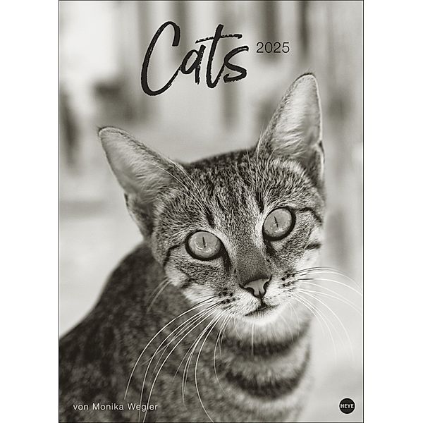 Cats Edition Kalender 2025