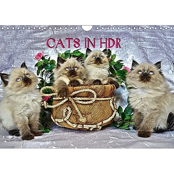 CATS IN HDR (Wandkalender 2017 DIN A4 quer), Sylvia Säume