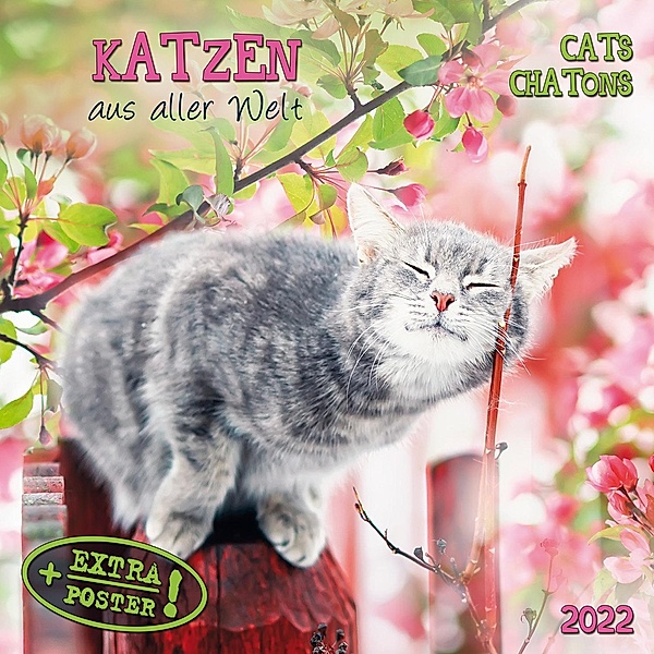 Cats/Katzen 2022
