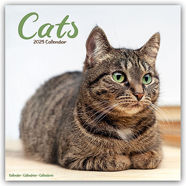 Cats - Katzen 2025 - 16-Monatskalender, Avonside Publishing