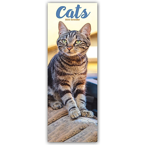 Cats - Katzen 2025, Avonside Publishing Ltd
