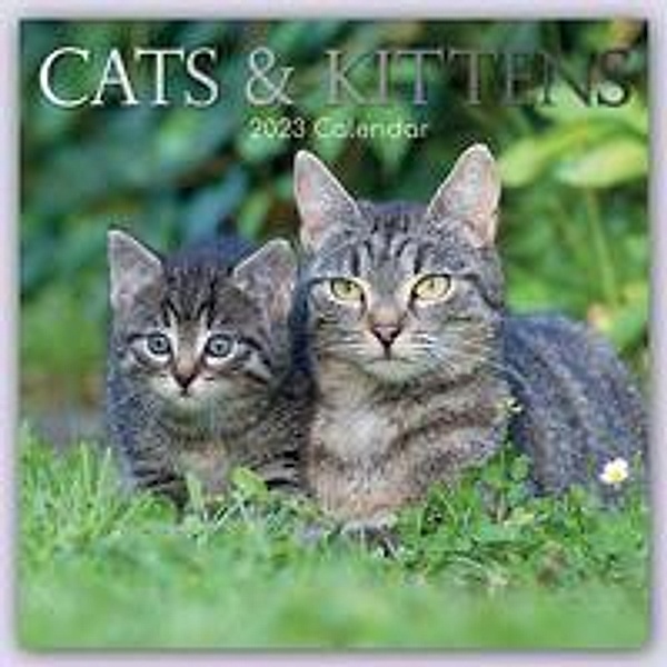 Cats & Kittens - Katzen & Kätzchen 2023 - 16-Monatskalender, Gifted Stationery Co. Ltd