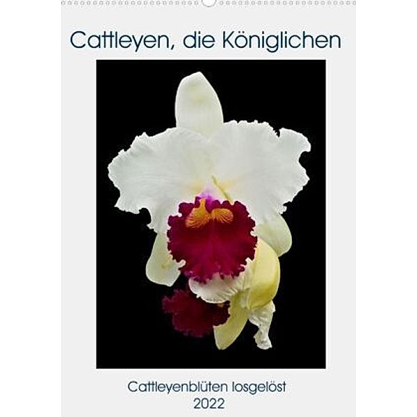 Cattleyen, die Königlichen (Premium, hochwertiger DIN A2 Wandkalender 2022, Kunstdruck in Hochglanz), Clemens Stenner