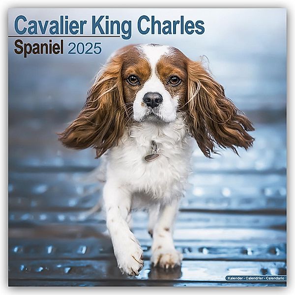 Cavalier King Charles Spaniel 2025 - 16-Monatskalender, Avonside Publishing Ltd